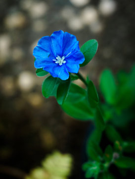 Lauret Photos Images Assets Adobe Stock