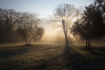 Some trees at dawn, with beautiful sunrays cutting throug the mist and projecting shadows