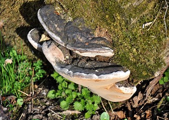 Naklejka premium Fungus on tree in the forest 