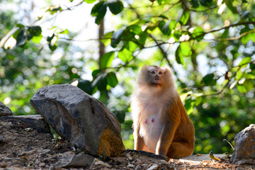 Portrait of Monkey at the park