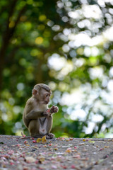 Portrait of Monkey at the park