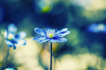 Fototapeta na wymiar spring flowers background