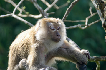 Portrait of Monkey at the park