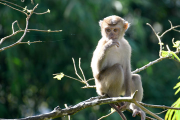 Portrait of Monkey at the park