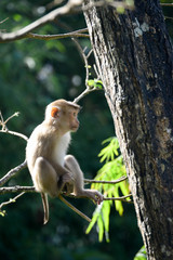 Portrait of Monkey at the park