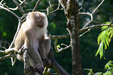 Portrait of Monkey at the park