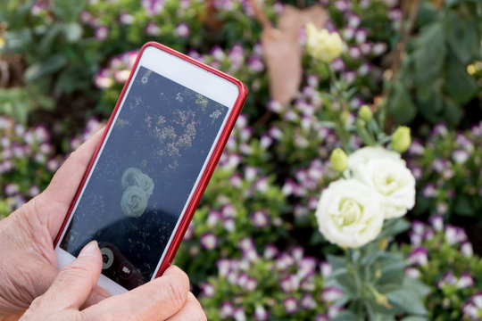 elderly asia woman hands using smart phone device take a photo of white rose.