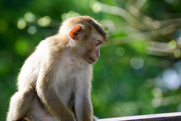 Portrait of Monkey at the park