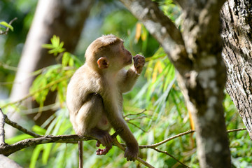 Portrait of Monkey at the park