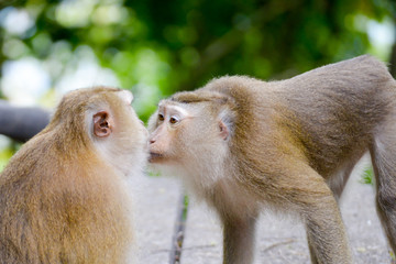 Fototapeta premium Portrait of Monkey at the park