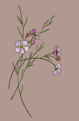 
Spring flowering Chamelaucium
