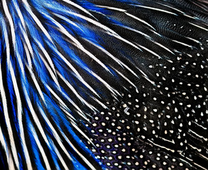  backdrop of the bright blue feathers of the birds are different shades