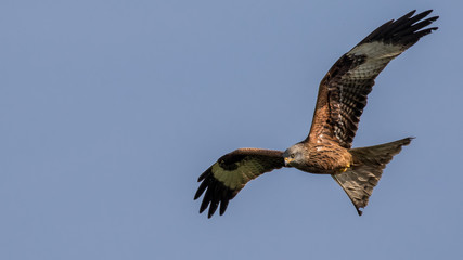 Red Kite Hunting