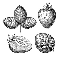Strawberry vector drawing set. Isolated hand drawn berry, slice and leaf on white background. Summer fruit engraved