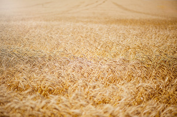 wheat field at sunset