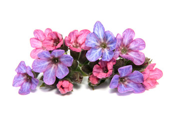 First spring flowers isolated on white background.