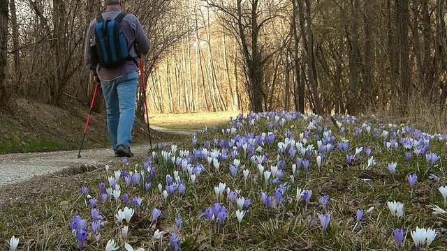 Hiker walking in springtime. In foreground the crocus flower.