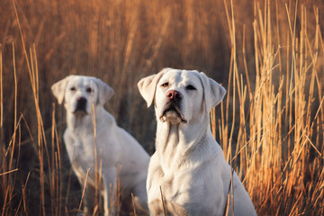 Zwei schöne weiße labrador retriever hunde in der sonne im kornfeld