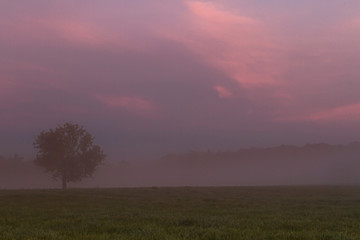 Morgendämmerung Nebel 