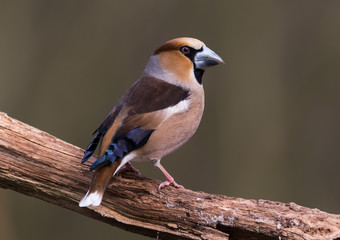 hawfinch