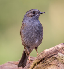 dunnock
