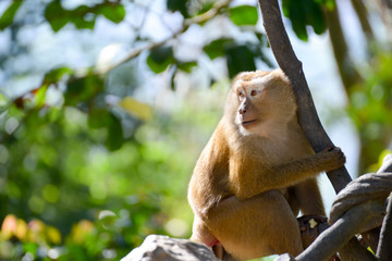 Portrait of Monkey at the park