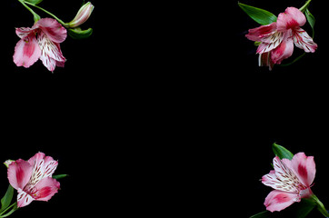 Beautiful alstroemeria flowers on a black background, with copy space.