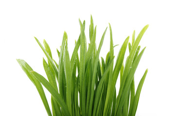 green grass isolated