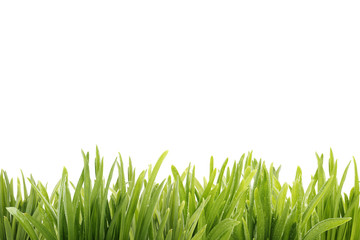 green grass isolated