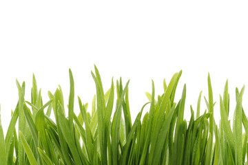 green grass isolated