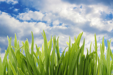 green grass on sky background