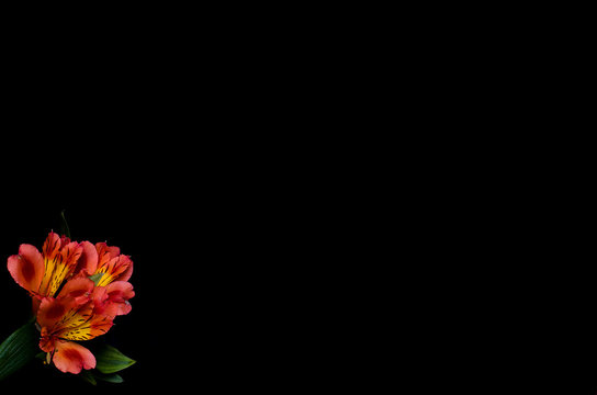 Fototapeta Beautiful alstroemeria flowers on a black background, with copy space.