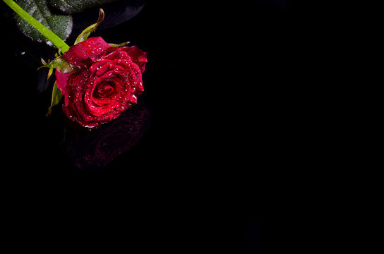 Fototapeta Red rose with water drops on a black background, free space for your text.