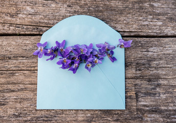 Violet flowers in blue envelope