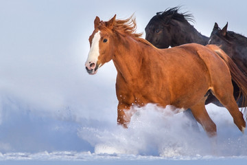 Horses run gallop in snow field against blue sky. Herd run close up