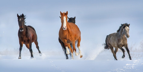 Fototapeta na wymiar Horses run gallop in snow field against blue sky