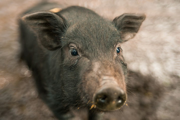 Fototapeta premium A black pig with a cute facial expression.