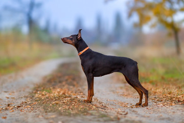 Brown doberman standing on autumn road