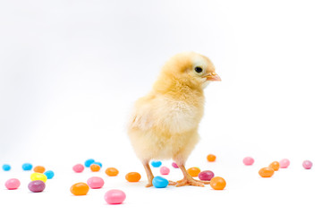 Fluffy yellow new chick with colorful easter jellybeans