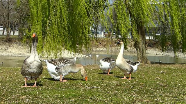 Domestic goose,Grey Goose or Greylag goose and swan goose. Goose standing in backyard naturally.(Anser anser)