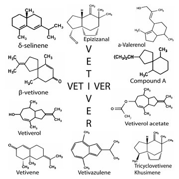 Chemicals from vetiver oil, Vetiveria zizanioides. Aromatic substances, chemical formula of vetiver.
Трицикловитивен
Ветиверол,
Ветиверол ацетат, β-вевивон, β-вевилон