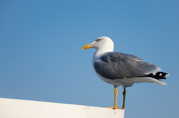 seagull sitting on a roof