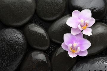 Obraz na płótnie Canvas Two light pink orchids lying on wet black stones. Viewed from above. Spa concept.