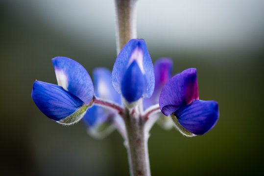 Close Up Of Blue Lupin Bloom.