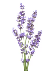 Photo sur Plexiglas Lavande Bundle of lavender isolated on white background.