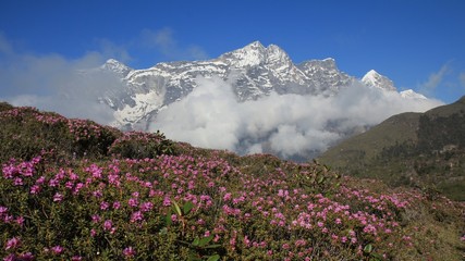 Meadow full with pink wildflowers. Snow capped mountain. Scene in Namche Bazar, Everest National Park, Nepal.
