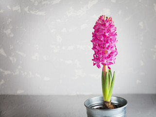 Vivid pink hyacinth flower on gray stone concrete background