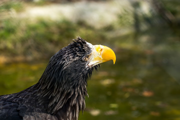 The portrait of Stellers sea eagle (Haliaeetus pelagicus)