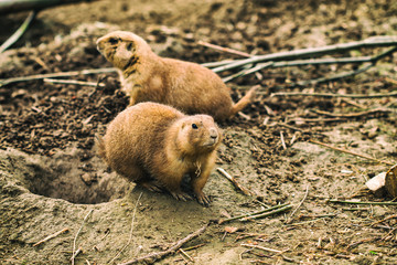 Black-tailed prairie dog (Cynomys ludovicianus).