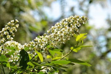  White blossoms in spring